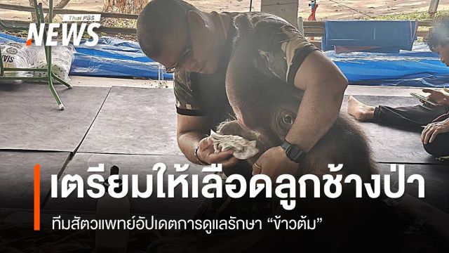 ทีมสัตวแพทย์เตรียมให้เลือดลูกช้างป่า "ข้าวต้ม" 