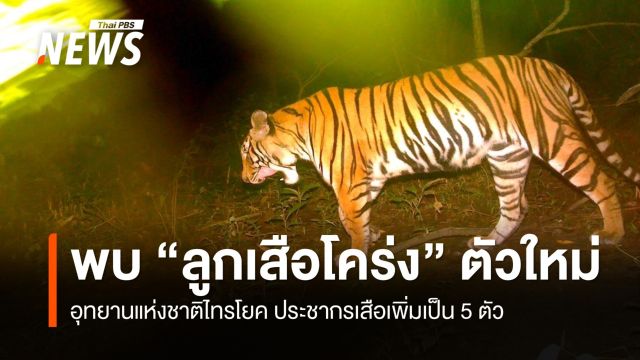 อุทยานแห่งชาติไทรโยค จ.กาญจนบุรี พบ "ลูกเสือโคร่ง" ตัวใหม่ 
