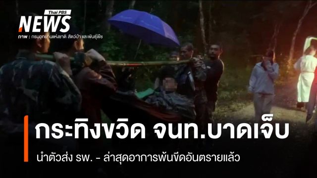 กระทิงขวิด จนท.พิทักษ์ป่าภูเขียวบาดเจ็บ - ล่าสุดอาการพ้นขีดอันตรายแล้ว 