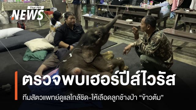 เอาใจช่วย “ลูกช้างป่าข้าวต้ม” พบเฮอร์ปีส์ไวรัส ทีมสัตวแพทย์ดูแลใกล้ชิด-ให้เลือด 