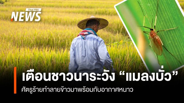  เตือนชาวนาระวัง “แมลงบั่ว” ศัตรูร้ายทำลายข้าวมาพร้อมกับอากาศหนาว