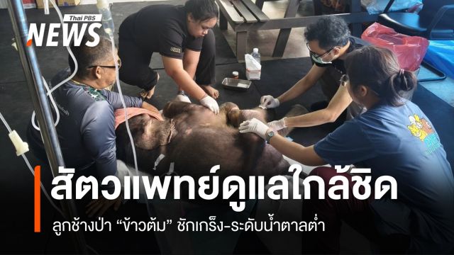 ทีมสัตวแพทย์ดูแลใกล้ชิด ลูกช้างป่า "ข้าวต้ม" ชักเกร็ง-ระดับน้ำตาลต่ำ