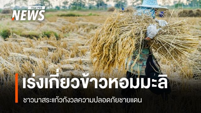 ชาวนาสระแก้วเร่งเก็บเกี่ยวข้าว รับกังวลความปลอดภัยชายแดน 
