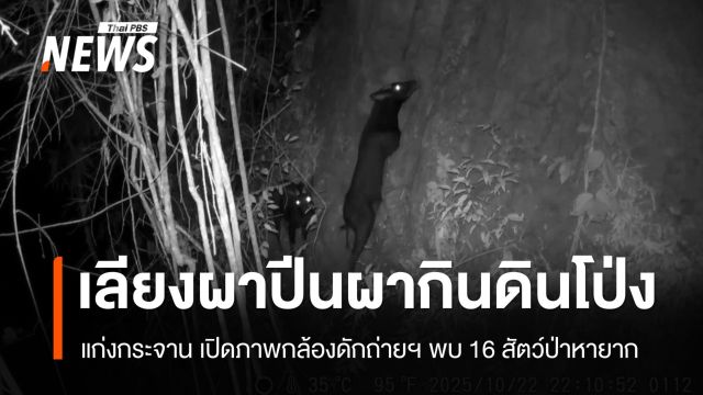 อช.แก่งกระจาน เปิดภาพสัตว์หายาก 26 ชนิด-เลียงผาปีนผากินดินโป่ง