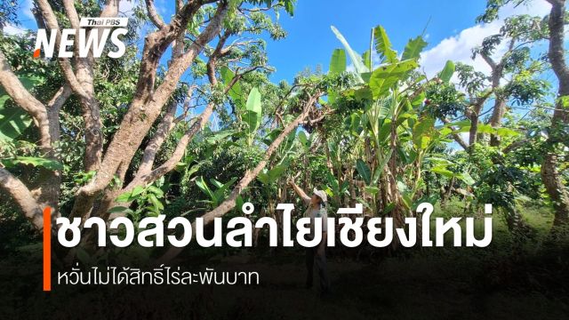วอนปรับเงื่อนไขไร่ละพันบาทพัฒนาลำไยเยียวยาชาวสวน