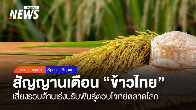 สัญญานเตือน "ข้าวไทย" เสี่ยงรอบด้าน เร่งปรับพันธุ์ตอบโจทย์ตลาดโลก