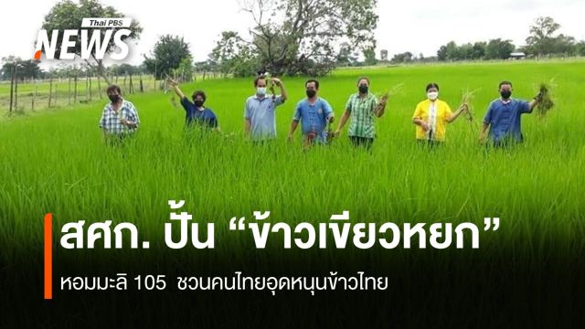 สศก.ปั้น “ข้าวเขียวหยก” หอมมะลิ 105  ชวนคนไทยอุดหนุนข้าวไทย