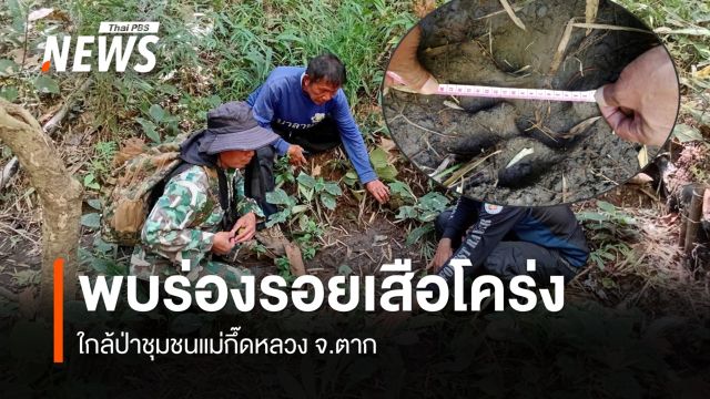 พบร่องรอยเสือโคร่งขนาดใหญ่ใกล้ป่าชุมชน "แม่กึ๊ดหลวง" จ.ตาก  