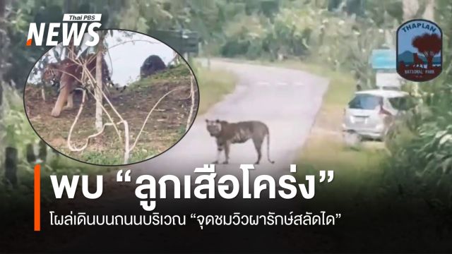 พบ “ลูกเสือโคร่งเพศผู้” โผล่เดินบนถนนบริเวณ “จุดชมวิวผารักษ์สลัดได”