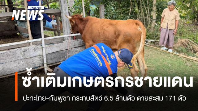 ปะทะไทย-กัมพูชา ซ้ำเติมเกษตรกรชายแดน กระทบสัตว์ 6.5 ล้านตัว 