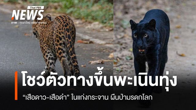 "เสือดาว-เสือดำ" โชว์ตัวทางขึ้นพะเนินทุ่ง แก่งกระจาน