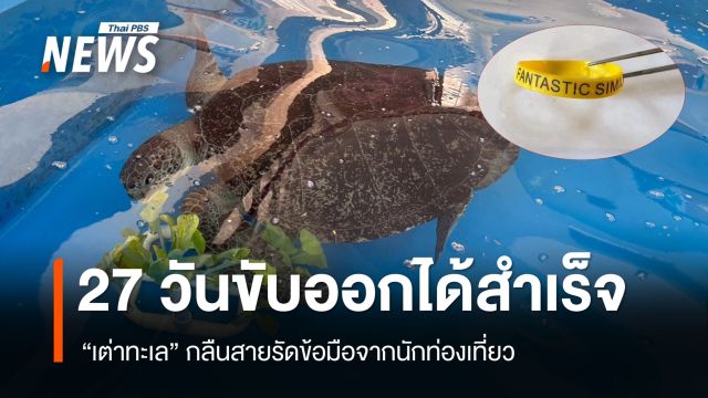 27 วันขับออกได้สำเร็จ "เต่าทะเล" กลืนสายรัดข้อมือจากนักท่องเที่ยว