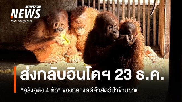 ไทยส่ง 4 อุรังอุตัง กลับคืนถิ่นกำเนิด อินโดฯ 23 ธ.ค.นี้