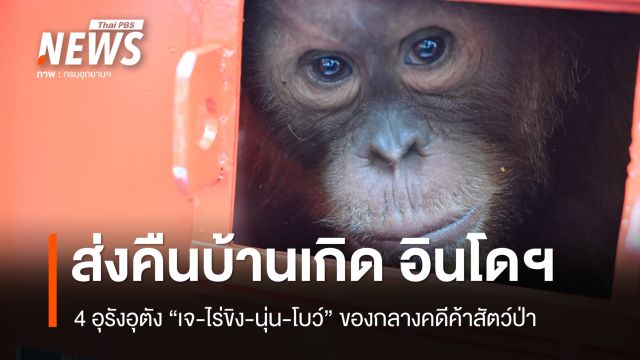 เดินทางสู่บ้านเกิดอินโดฯ "4 อุรังอุตัง" ของกลางคดีค้าสัตว์ป่า