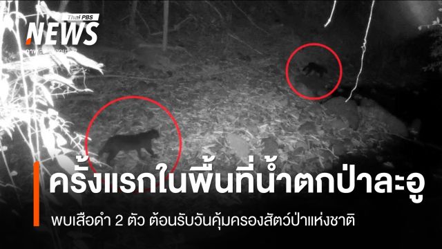 ต้อนรับวันคุ้มครองสัตว์ป่าแห่งชาติ พบเสือดำ 2 ตัวครั้งแรกในพื้นที่น้ำตกป่าละอู