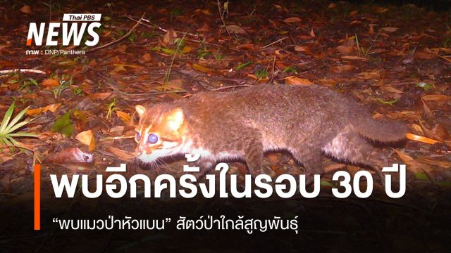 พบอีกครั้งในรอบ 30 ปี "แมวป่าหัวแบน" สัตว์ป่าใกล้สูญพันธุ์