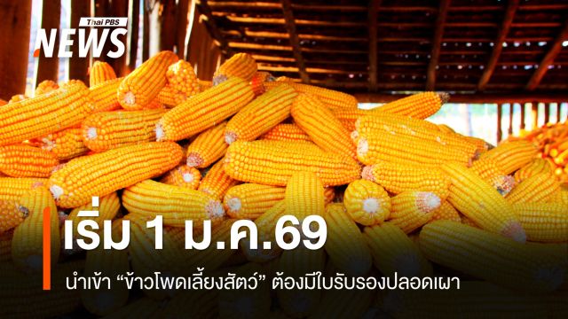 ครม.อนุมัติหลักการนำเข้า "ข้าวโพดเลี้ยงสัตว์" ต้องมีใบรับรองปลอดเผา เริ่ม 1 ม.ค.69