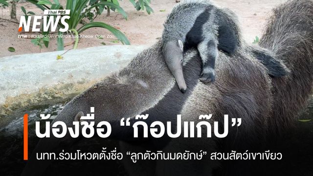 นทท.โหวตถล่มทลาย "ก๊อปแก๊ป" คว้าชัยชื่อลูกตัวกินมดยักษ์เขาเขียว