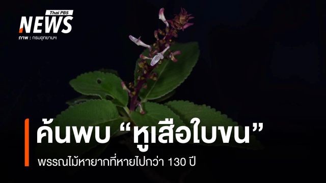 ค้นพบ "หูเสือใบขน" พรรณไม้หายากที่หายไปกว่า 130 ปี 