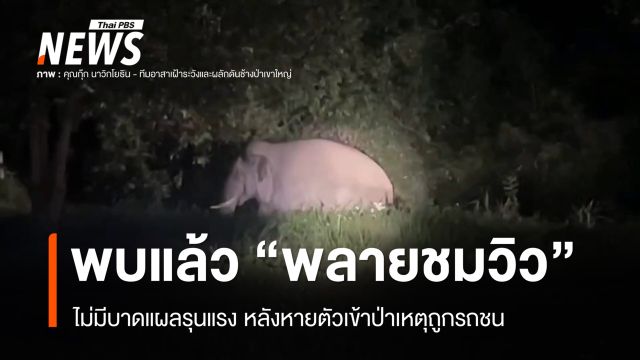 พบแล้ว "พลายชมวิว" ไม่มีบาดแผลรุนแรง หลังหายตัวเข้าป่าเหตุถูกรถชน 