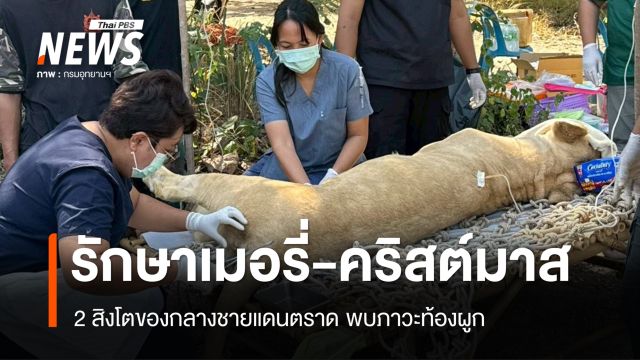 รักษา “เมอรี่ - คริสต์มาส” สิงโตของกลางชายแดนตราด พบท้องผูก-ฟันผุ