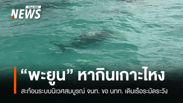 หมู่เกาะลันตาสมบูรณ์ พบ "พะยูน" หากินเกาะไหง ขอ นทท.เดินเรือระมัดระวัง