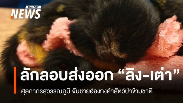 ศุลกากรจับผู้โดยสารฮ่องกง ลักลอบส่งออก "ลิงทามารีน" ผิดกฎหมาย