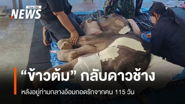 กลับดาวแล้ว "ข้าวต้ม" ลูกช้างป่าหัวใจนักสู้ ท่ามกลางอ้อมกอดรักจากคน 115 วัน