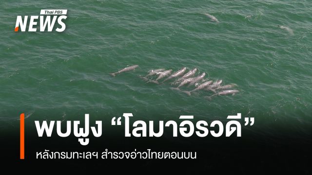 พบฝูง "โลมาอิรวดี"  หลังกรมทะเลฯ สำรวจอ่าวไทยตอนบน