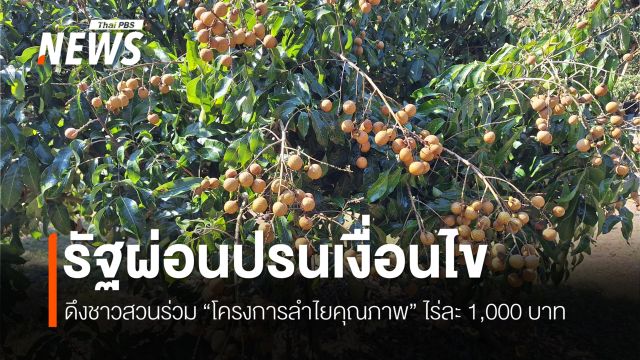 ผ่อนปรนโครงการพัฒนาลำไยคุณภาพ หวังจูงใจชาวสวนลำไยร่วมโครงการ