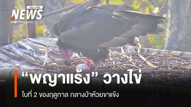 "พญาแร้ง" ห้วยขาแข้ง วางไข่ใบที่ 2 ของฤดูกาล 