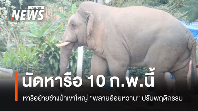 นัดหารือ 10 ก.พ. จ่อย้ายช้างป่าเขาใหญ่ "พลายอ้อยหวาน" ปรับพฤติกรรม