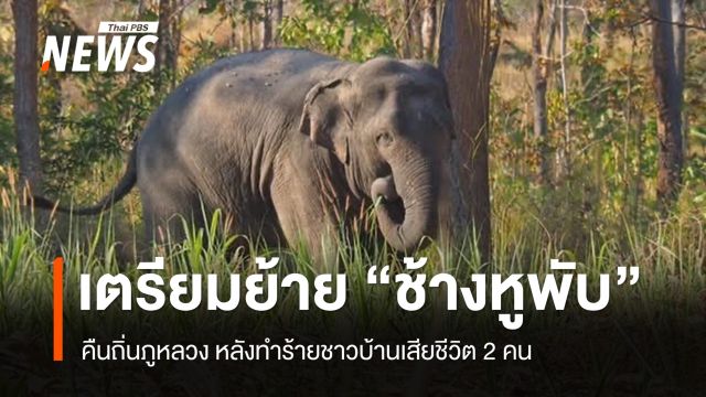 จนท.เตรียมย้าย "ช้างหูพับ" คืนถิ่นภูหลวง หลังทำร้ายชาวบ้านเสียชีวิต 2 คน