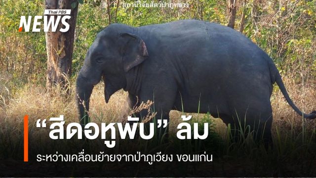 "สีดอหูพับ" ล้ม ระหว่างเคลื่อนย้ายจากป่าภูเวียง ขอนแก่น 
