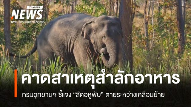 กรมอุทยานฯ ชี้แจง "สีดอหูพับ" ตายระหว่างเคลื่อนย้าย คาดสำลักอาหาร