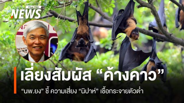 "หมอยง" แนะ "ไวรัสนิปาห์" ความเสี่ยงเชื้อกระจายตัวยังต่ำ - ระวังสัมผัสค้างคาว
