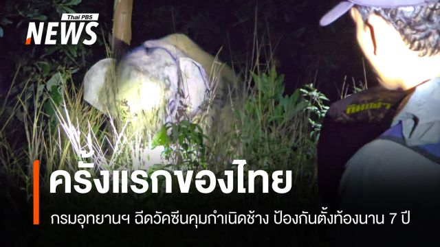 ครั้งแรก! กรมอุทยานฯ เริ่มฉีดวัคซีนคุมกำเนิดช้าง 