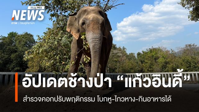 อัปเดตช้างป่า "แก้วอินดี้" สำรวจคอกปรับพฤติกรรม โบกหู-ไกวหาง-กินอาหารได้
