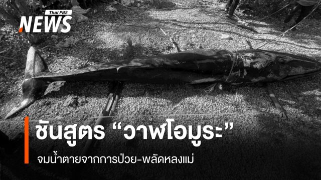ชันสูตร "วาฬโอมูระ" จมน้ำตายจากการป่วย-พลัดหลงแม่