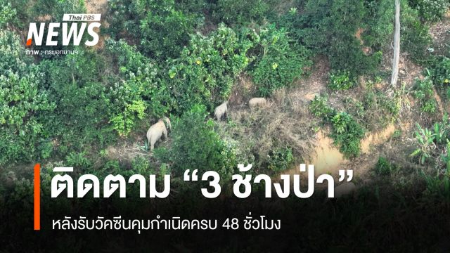 ติดตาม "3 ช้างป่า" หลังรับวัคซีนคุมกำเนิดครบ 48 ชั่วโมง