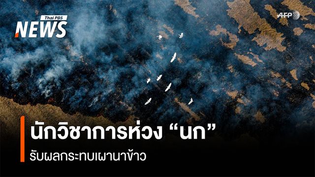 นักวิชาการห่วง "นก" รับผลกระทบเผานาข้าว