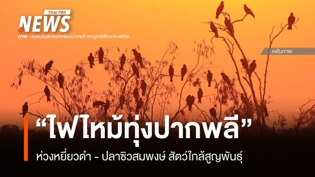 ไฟไหม้ทุ่งปากพลี ห่วงเหยี่ยวดำ - ปลาซิวสมพงษ์ สัตว์ใกล้สูญพันธุ์