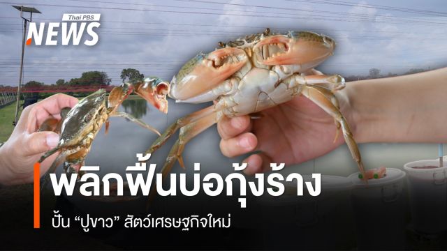 พลิกฟื้นบ่อกุ้งร้างเมืองคอน ปั้น "ปูขาว" สัตว์เศรษฐกิจใหม่