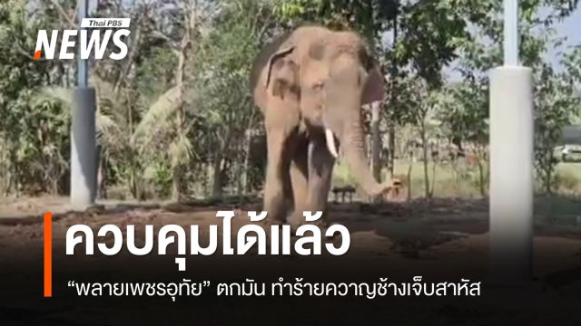ควบคุมได้แล้ว "พลายเพชรอุทัย" ตกมัน ทำร้ายควาญช้างเจ็บสาหัส