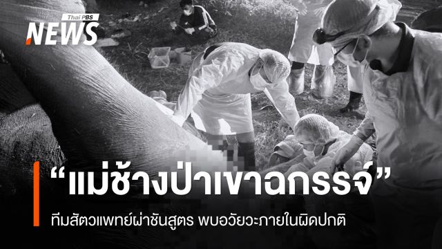 ทีมสัตวแพทย์ผ่าชันสูตร "แม่ช้างป่าเขาฉกรรจ์" พบอวัยวะภายในผิดปกติ
