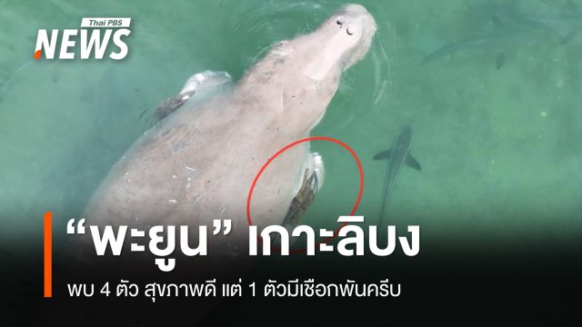จนท.สำรวจ "พะยูน" เกาะลิบง พบ 4 ตัว สุขภาพดี แต่ 1 ตัวมีเชือกพันครีบ
