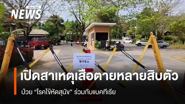 เปิดสาเหตุ "เสือตายหลายสิบตัว" จ.เชียงใหม่ ป่วย "โรคไข้หัดสุนัขในเสือ"