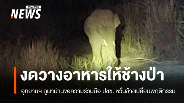 อช.ภูผาม่านขอ "งด" วางอาหารให้ช้างป่า หวั่นเปลี่ยนพฤติกรรม-เสี่ยงเผชิญหน้าคน