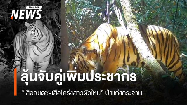 ลุ้น "เสือณเดช" จับคู่ "เสือโคร่งสาวตัวใหม่" ผืนป่าแก่งกระจาน