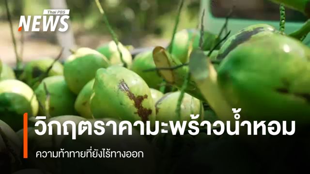 วิกฤตราคา "มะพร้าวน้ำหอม" ความท้าทายที่ยังไร้ "ทางออก"  